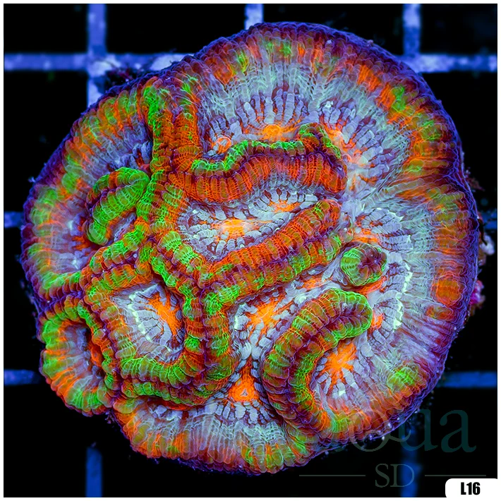 Rainbow Symphyllia Wilsoni (Egg Crate Behind is 3 Squares = 2'')