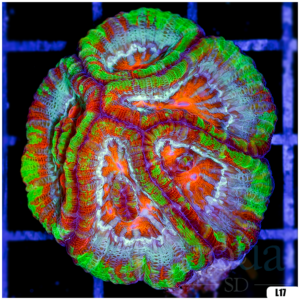 Rainbow Symphyllia Wilsoni (Egg Crate Behind is 3 Squares = 2'')
