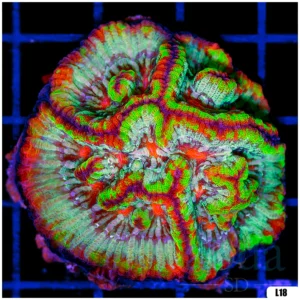 Rainbow Symphyllia Wilsoni (Egg Crate Behind is 3 Squares = 2'')