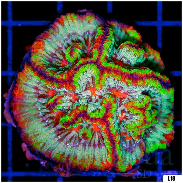 Rainbow Symphyllia Wilsoni (Egg Crate Behind is 3 Squares = 2'')