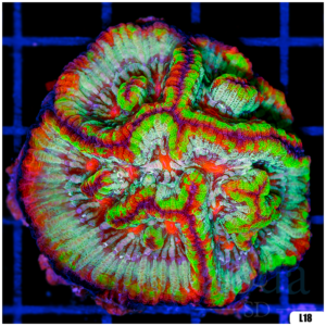 Rainbow Symphyllia Wilsoni (Egg Crate Behind is 3 Squares = 2'')
