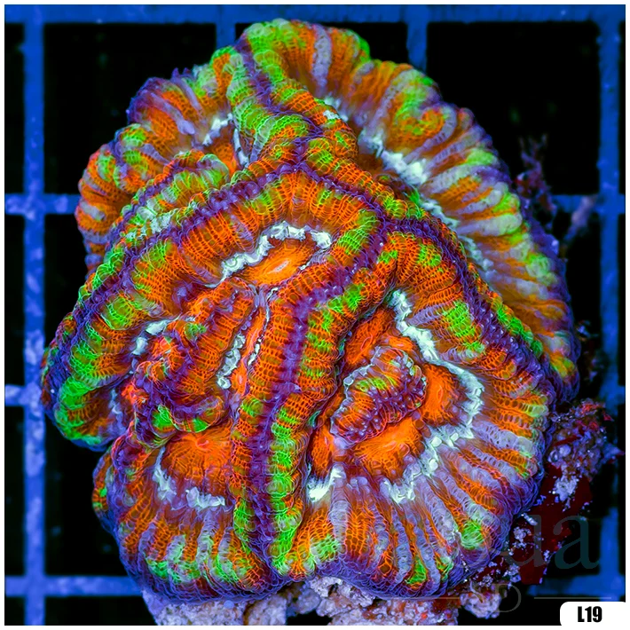 Rainbow Symphyllia Wilsoni (Egg Crate Behind is 3 Squares = 2'')