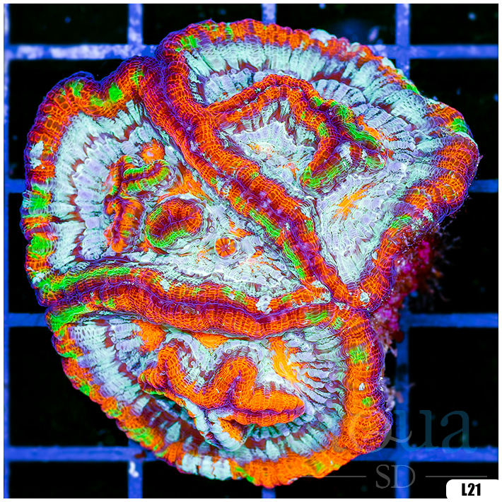 Rainbow Symphyllia Wilsoni (Egg Crate Behind is 3 Squares = 2'')