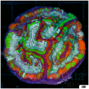 Rainbow Symphyllia Wilsoni (Egg Crate Behind is 3 Squares = 2'')