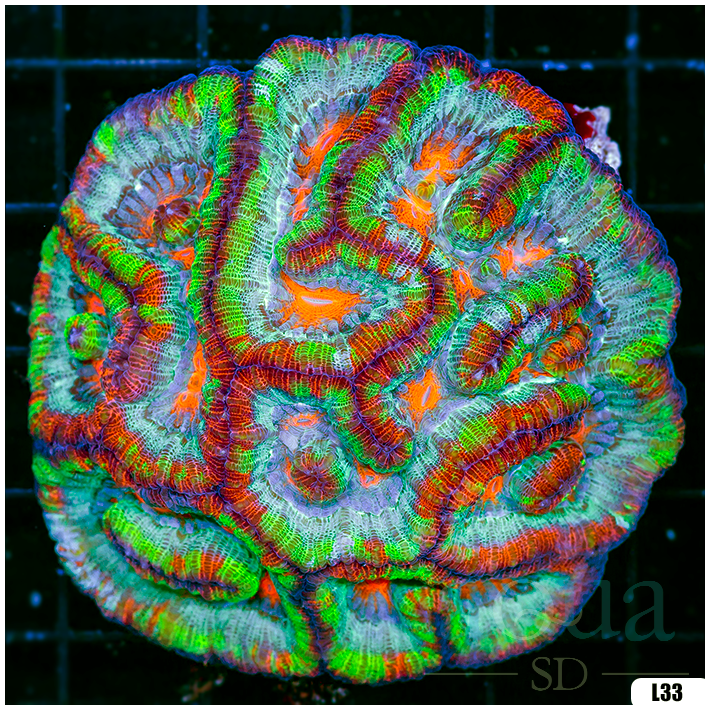 Rainbow Symphyllia Wilsoni (Egg Crate Behind is 3 Squares = 2'')