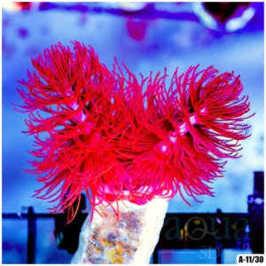 Rare Huge Red and Gold Crown Coco Worm