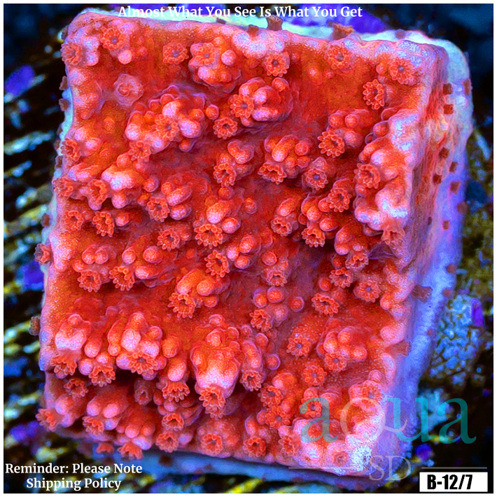 Red Delight Montipora