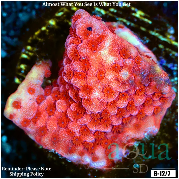 Red Delight Montipora