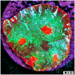 Red Rim Chalice