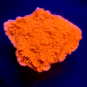 River of Gold Grafted Yellow Monti PW81