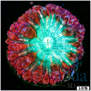 Rose Rim Blasto