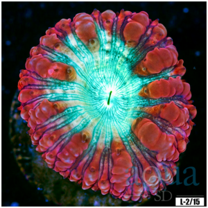 Rose Rim Blasto