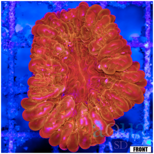 Show Tank Red Cynaria