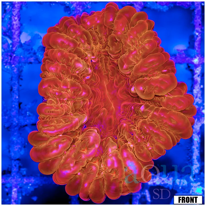 Show Tank Red Cynaria