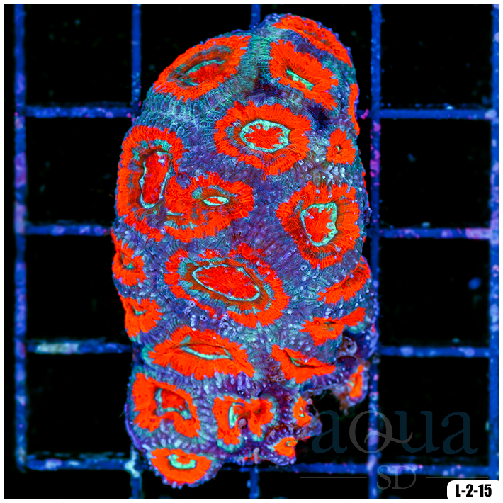 Special Collection Acan Lord Colony (Egg Crate Behind is 3 Squares = 2'')