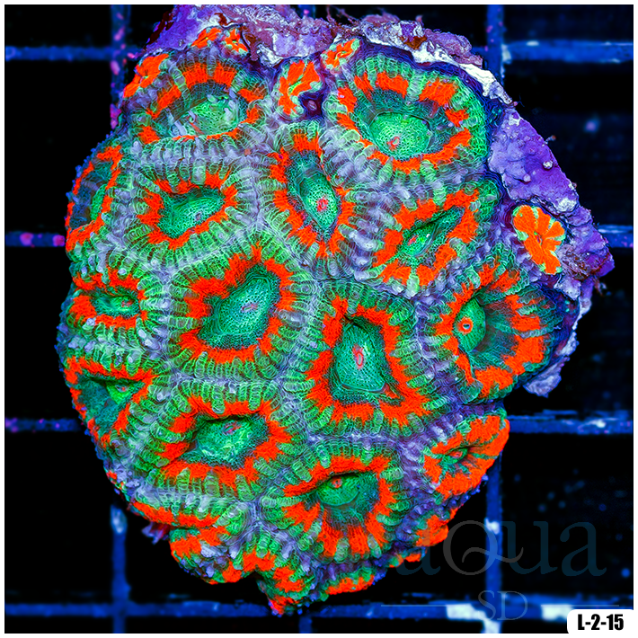 Special Collection Acan Lord Colony (Egg Crate Behind is 3 Squares = 2'')