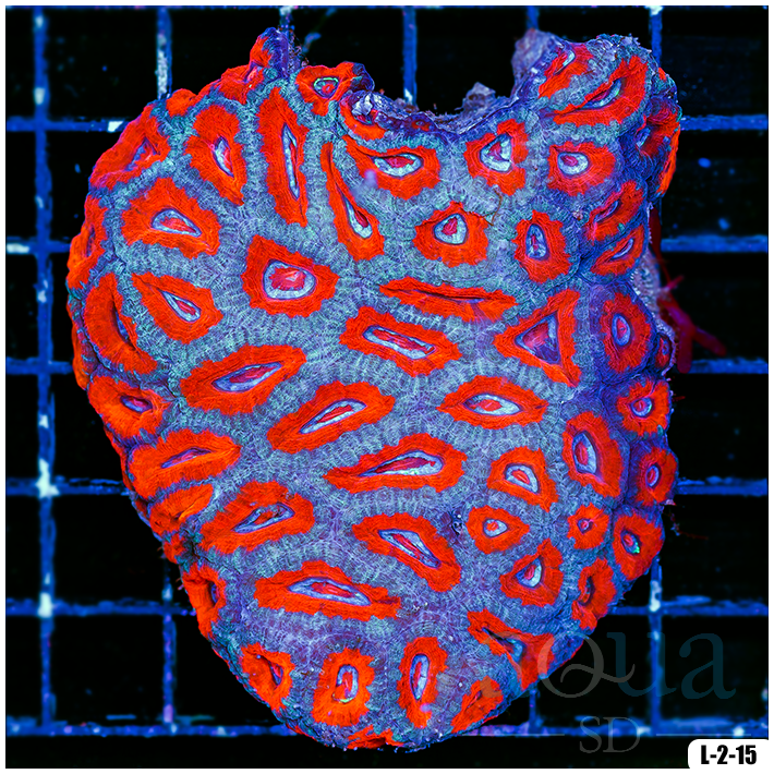 Special Collection Acan Lord Colony (Egg Crate Behind is 3 Squares = 2'')