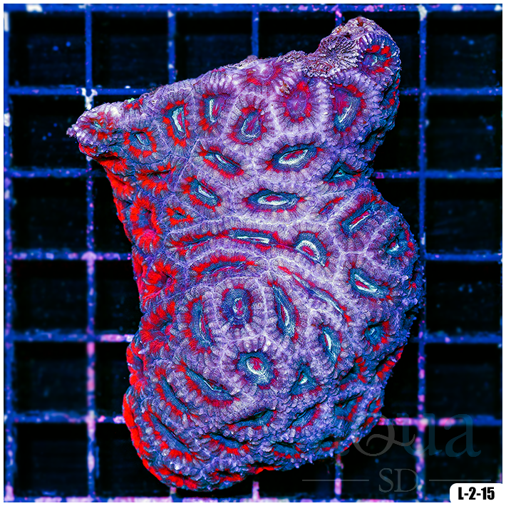 Special Collection Acan Lord Colony (Egg Crate Behind is 3 Squares = 2'')