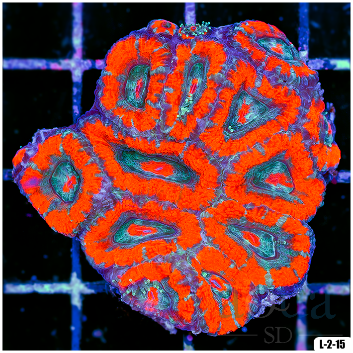 Special Collection Acan Lord Colony (Egg Crate Behind is 3 Squares = 2'')