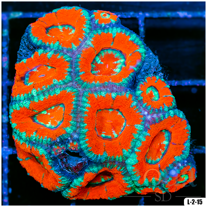 Special Collection Acan Lord Colony (Egg Crate Behind is 3 Squares = 2'')
