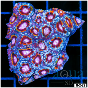 Special Collection Rainbow Acan Lord Colony (Egg Crate Behind is 3 Squares = 2'')