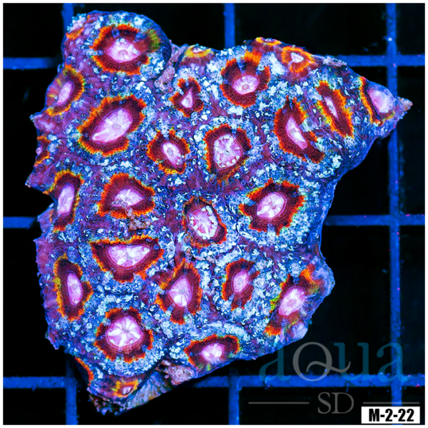 Special Collection Rainbow Acan Lord Colony (Egg Crate Behind is 3 Squares = 2'')