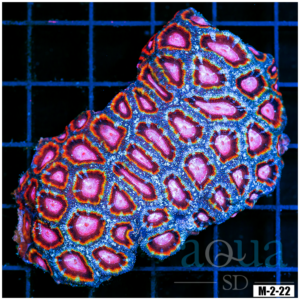 Special Collection Rainbow Acan Lord Colony (Egg Crate Behind is 3 Squares = 2'')