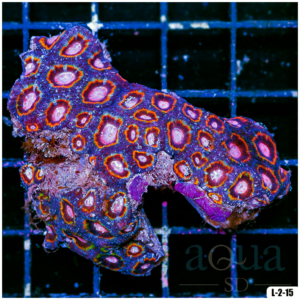 Special Collection Rainbow Acan Lord Colony (Egg Crate Behind is 3 Squares = 2'')
