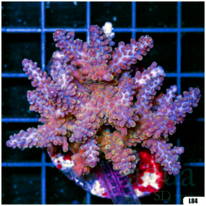 Special Picks Cultured Indo Acropora Colony