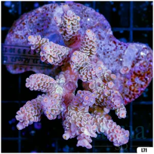 Special Picks Cultured Indo Acropora Colony