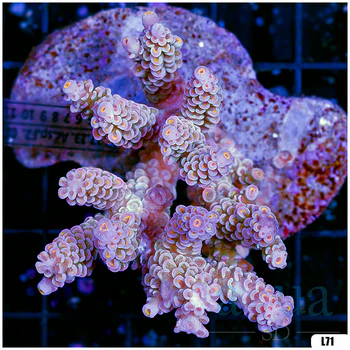 Special Picks Cultured Indo Acropora Colony