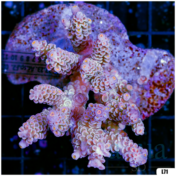 Special Picks Cultured Indo Acropora Colony