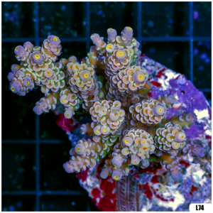 Special Picks Cultured Indo Acropora Colony