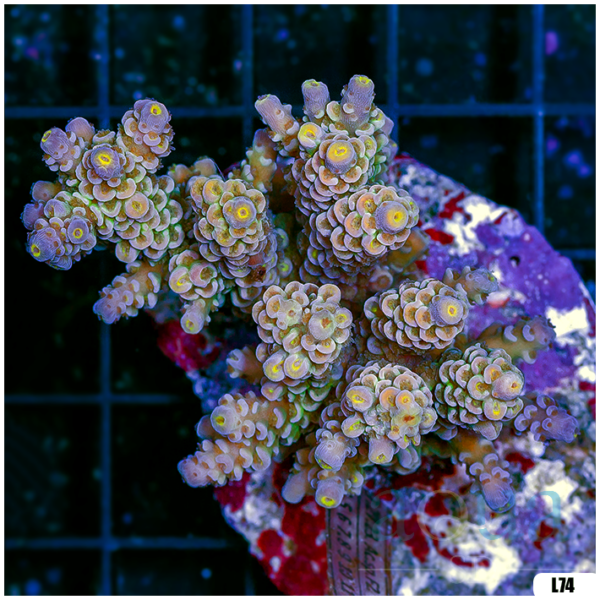 Special Picks Cultured Indo Acropora Colony