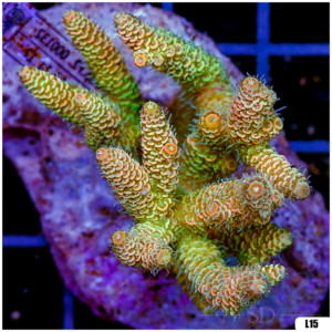 Special Picks Cultured Indo Acropora Colony