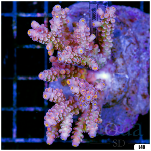 Special Picks Cultured Indo Acropora Colony