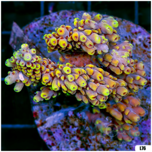 Special Picks Cultured Indo Acropora Colony