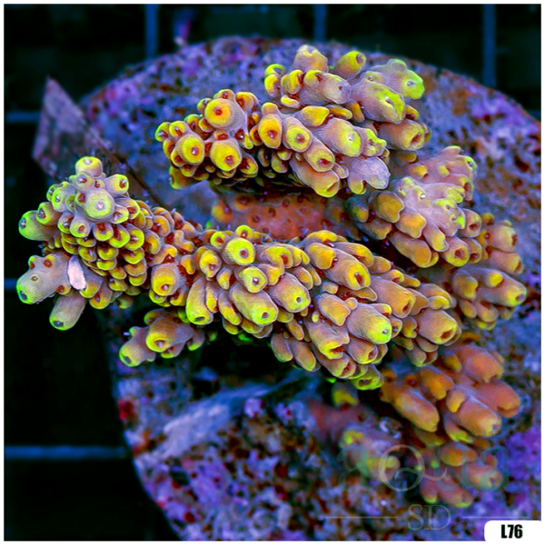 Special Picks Cultured Indo Acropora Colony