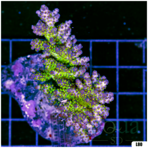 Special Picks Cultured Indo Acropora Colony