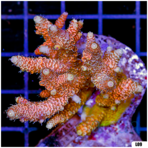 Special Picks Cultured Indo Acropora Colony