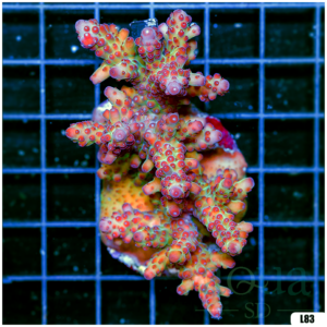 Special Picks Cultured Indo Acropora Colony