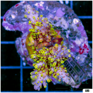 Special Picks Cultured Indo Acropora Colony