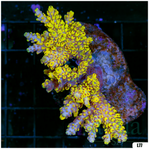 Special Picks Cultured Indo Acropora Colony