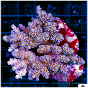 Special Picks Cultured Indo Acropora Colony