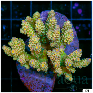 Special Picks Cultured Indo Acropora Colony