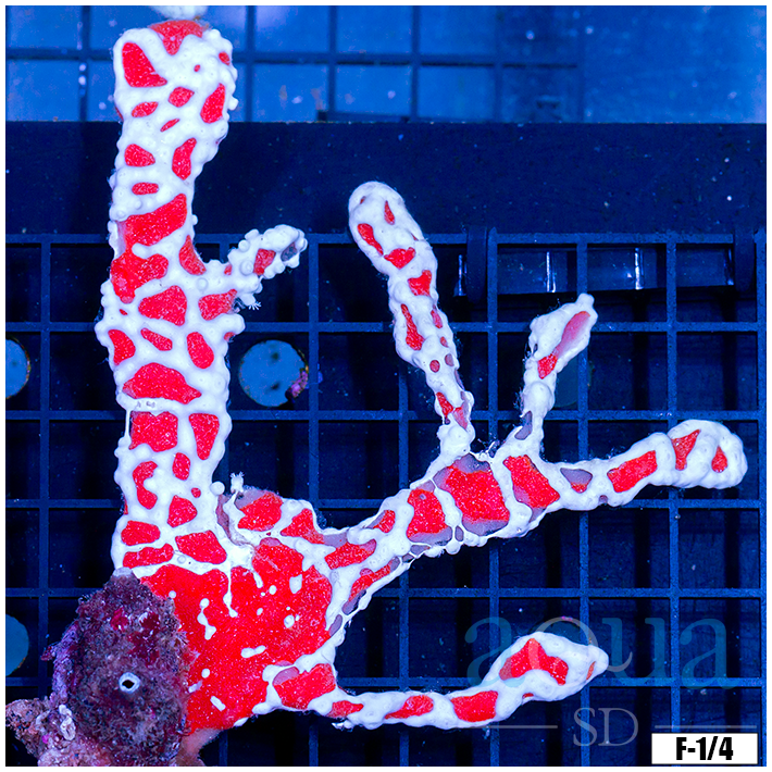 Spider Sponge Coral (Egg Crate Behind is 3 Squares = 2'')