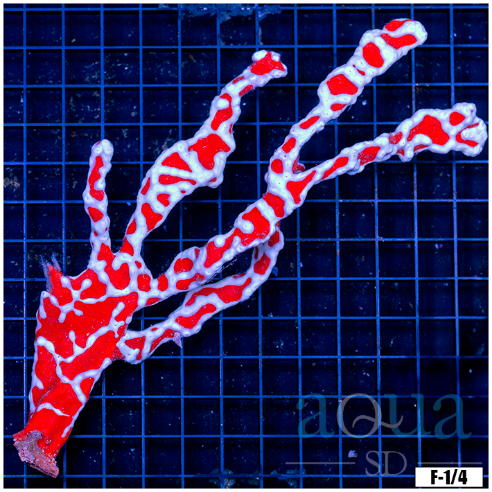 Spider Sponge Coral (Egg Crate Behind is 3 Squares = 2'')