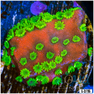 Sunset Montipora