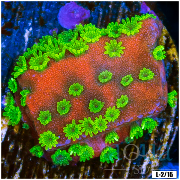 Sunset Montipora
