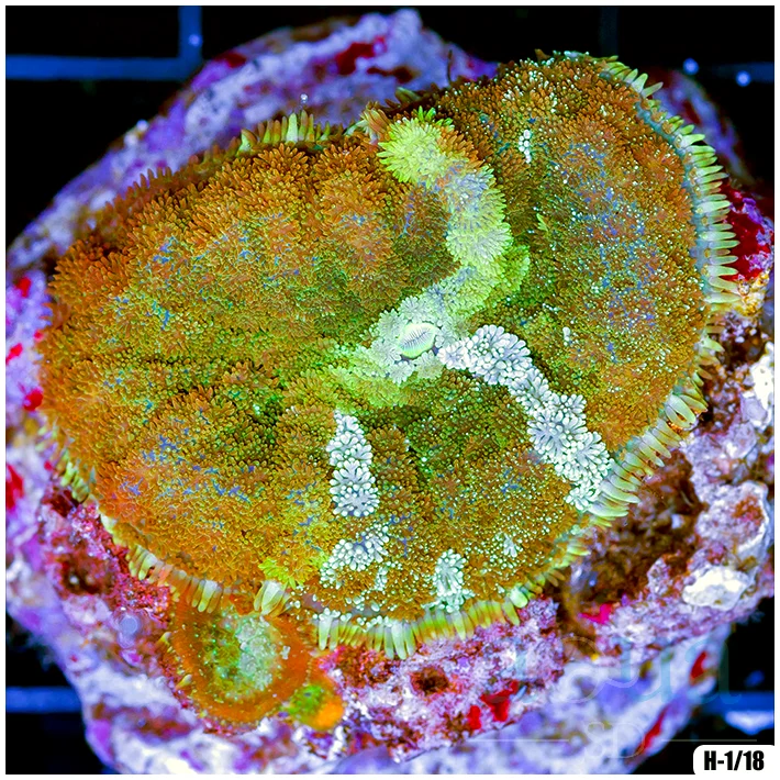 Super Pin Cushion Mushroom